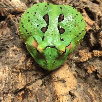 Dragon Wing Pac Man Frog for sale