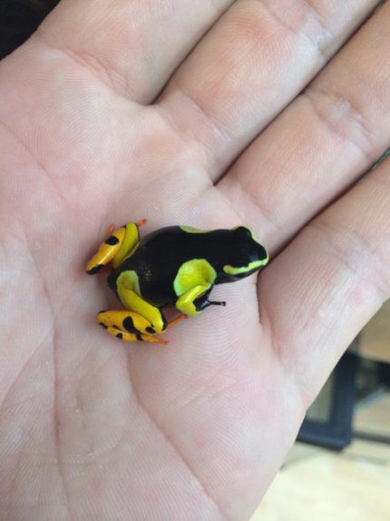 Giant Painted Mantella frog for sale