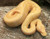 Albino Pinstripe Ball Python for sale (Python regius)
