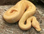 Albino Pinstripe Ball Python for sale (Python regius)