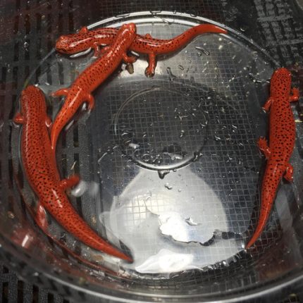Red Salamanders for sale