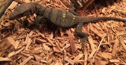 Spiney Monitor for sale | Snakes at Sunset