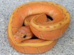 Coral Glow Pinstripe Ball Python for sale | Snakes at sunset