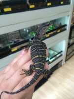 Baby Rough Neck Monitor for sale | Snakes at Sunset