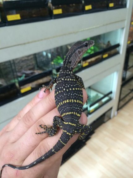 Baby Rough Neck Monitor for sale | Snakes at Sunset