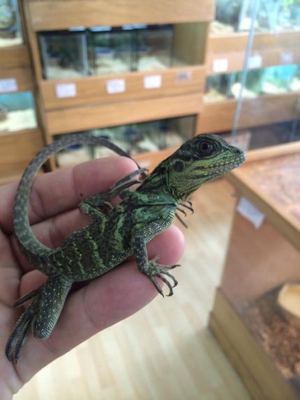 Sailfin Dragons for sale
