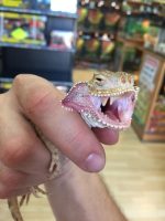 Toad Head Agamas for sale | Snakes at Sunset