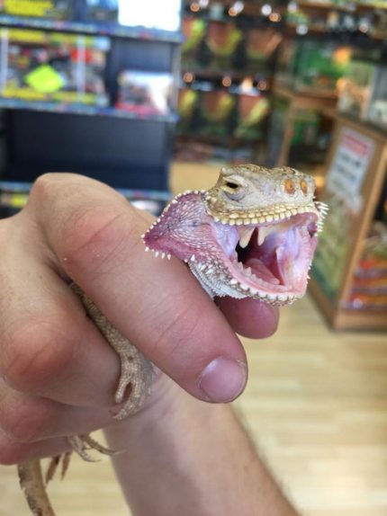 Toad Head Agamas for sale | Snakes at Sunset