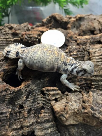 Thomasi Uromastyx for sale | Snakes at Sunset