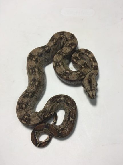 Mexican Dwarf Boas for sale | Snakes at Sunset