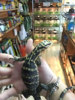 Cumingi Water Monitors for sale | Snakes at Sunset
