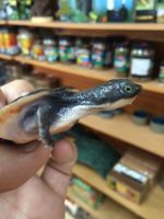 New Guinea Sideneck Turtles (Elseya novaeguineae) CB 2014