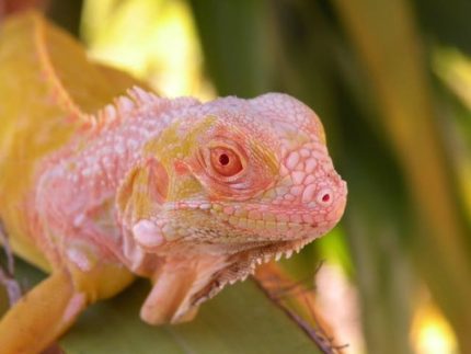 Albino Green Iguana for sale