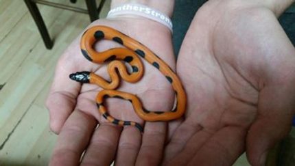 Ringed python for sale | Snakes at Sunset