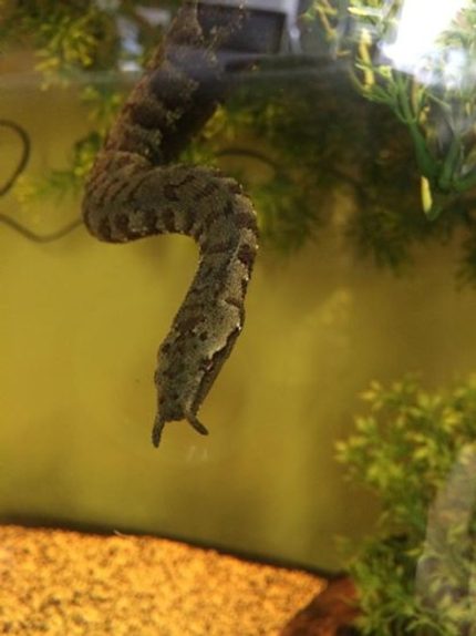 Tentacled Snake for sale