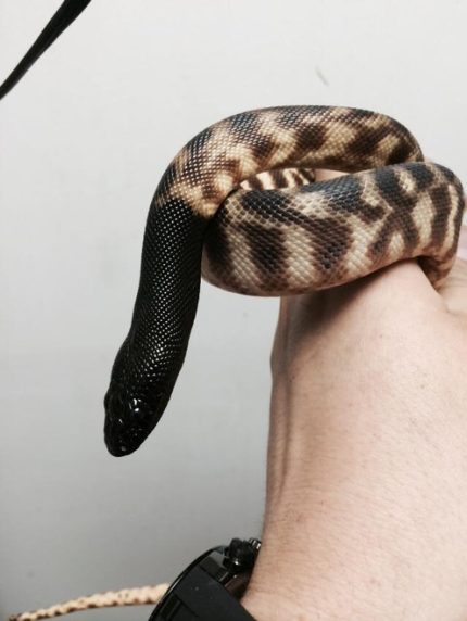 Black Head Python for sale
