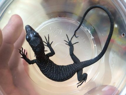 Baby Black Tree Monitors for sale