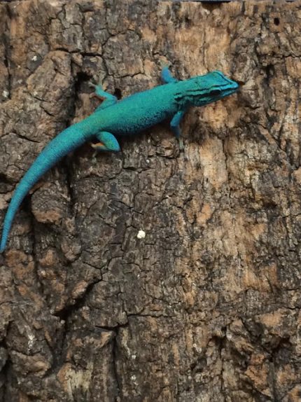 Electric Blue Geckos for sale (Lygodactylus williamsi) UNSEXED