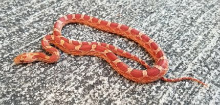 Hypo Blood Red Corn Snake for sale