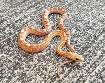 Amber Motley Corn Snake