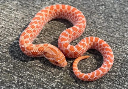 PPA Hognose for sale
