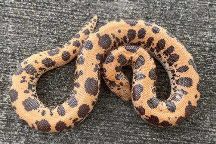 Cal Flame Kenyan Sand Boa for sale