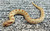 Anaconda phase Western Hognose Snakes for sale