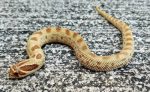 Anaconda phase Western Hognose Snakes for sale