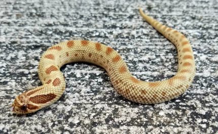 Anaconda phase Western Hognose Snakes for sale