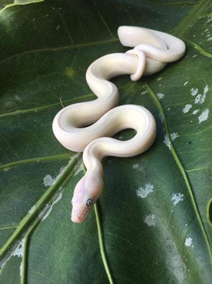 Leucistic Colombian Rainbow Boas