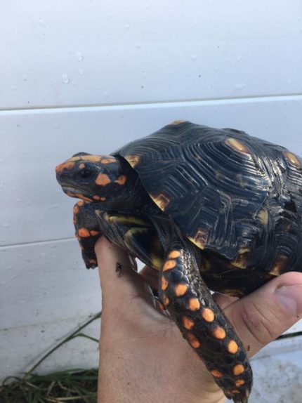 Red Foot Tortoise males 7-9"