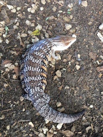 Northern Blue Tongue Skinks for sale