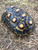 Marbled Cherry Head Tortoise