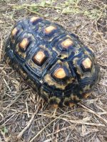 Marbled Cherry Head Tortoise