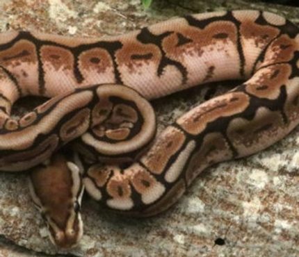 Cinnamon Spider Ball Python for sale (Python regius)