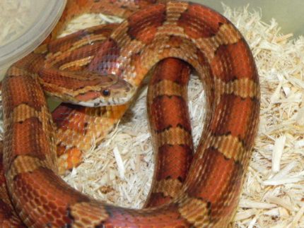 Cornsnakes for sale