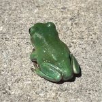 Snowflake Whites Tree Frogs for sale