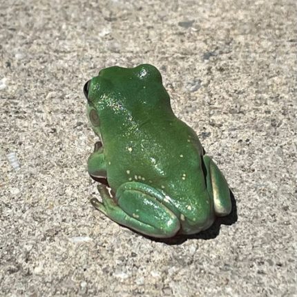 Snowflake Whites Tree Frogs for sale