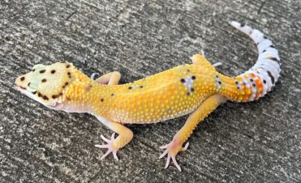 Leopard Geckos for sale - females | Snakes at Sunset