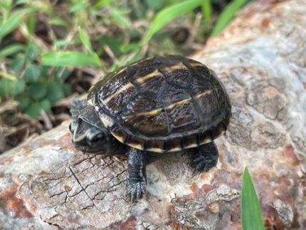 Three Lined Mud Turtle for sale