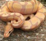 Coral Glow ENCHI Ball Python for sale (Python regius)