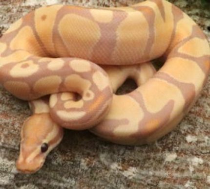 Coral Glow ENCHI Ball Python for sale (Python regius)