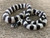 50/50 California King Snakes for sale