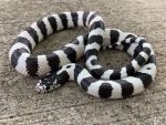 50/50 California King Snakes for sale