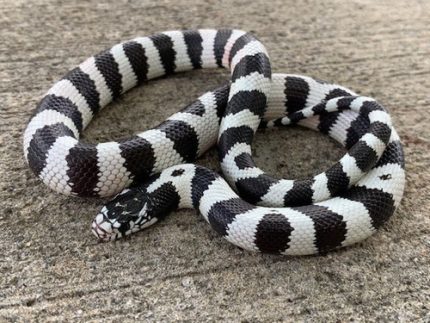 50/50 California King Snakes for sale