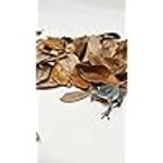 LIVE OAK LEAF LITTER for sale