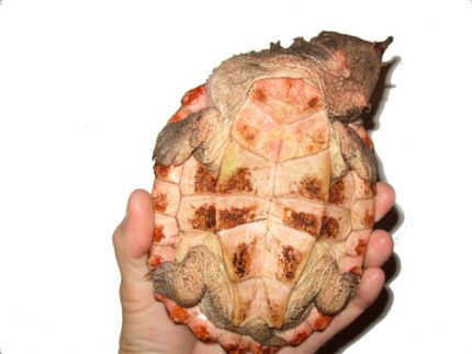 4 inch CH Mata Mata Turtles for sale (Chelus fimbriatus)