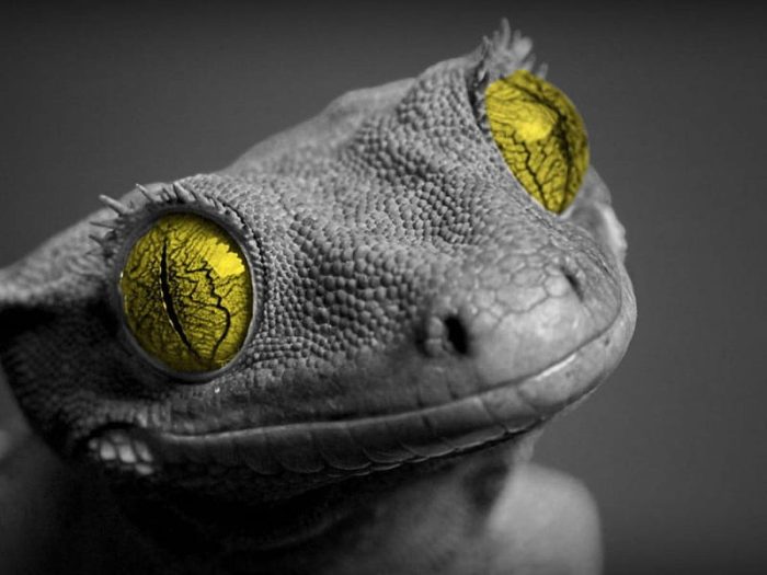 Lizard Prime About us - Prime Reptiles