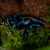 Blue Auratus Dart Frogs For Sale