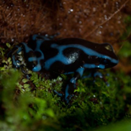 Blue Auratus Dart Frogs For Sale